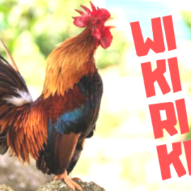 WIKIRIKI: 2019-2020 ikerketa- eta sorkuntza-egonaldien deialdia WIKIRIKI: 2019-2020 ikerketa- eta sorkuntza-egonaldien deialdia